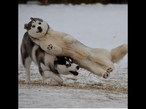 おもしろ犬 かわいいシェパード犬の超おもしろいハプニング 動画集 12 どうぶつ物語 おもしろ犬 かわいいシェパード犬の超おもしろいハプニング 動画集 12 どうぶつ物語
