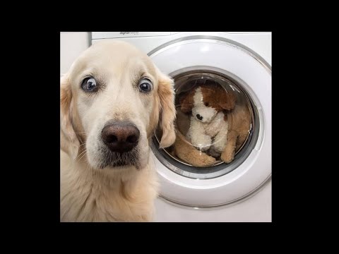 おもしろ犬 かわいいシェパード犬の超おもしろいハプニング 動画集 12 どうぶつ物語